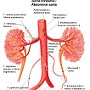 1. Aorta brzuszna - Abdominal aorta