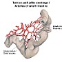 13. Tętnice pętli jelita cienkiego - Arteries of small intestine