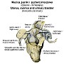 19. Macica, jajniki i pęcherz moczowy (dziecko - 6 miesięcy) - Uterus, ovaries and urinary bladder (6-month-old infant)