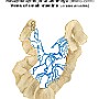 22. Naczynia żylne jelita cienkiego (arkady żylne) - Veins of small intestine (venous arcades)