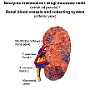 23. Naczynia krwionośne i drogi moczowe nerki (widok od przodu) - Renal blood vessels and collecting systems (anterior view)