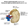 28. Nerka i nadnercze prawe (widok od tyłu) - Kidney and right suprarenal gland (posterior view)