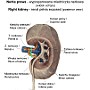35. Nerka prawa (wypreparowana miedniczka nerkowa, widok o tyłu) - Right kidney (renal pelvis exposed, posterior view)