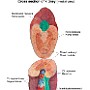 37. Przekrój nerki (wydok od strony przyśrodkowej) - Cross section of kidney (medial view)