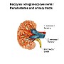 40. Naczynia i drogi moczowe nerki - Renal arteries and urinary tracts