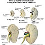 41. Nerka w różnych okresach życia - Kidney in different terms of human life