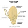 51. Pęcherz moczowy - Urinary bladder