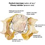 52. Pęcherz moczowy (widok od tyłu) - Urinary bladder (posterior view)