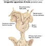 54. Narząd moczowo-płciowy męski (widok od tyłu) - Urogenital apparatus of male (posterior view)