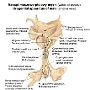 55. Narząd moczowo-płciowy męski (widok od przodu) - Urogenital apparatus of male (anterior view)