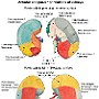 57. Pola przylegania narządów do nerek - Anterior and posterior relations of kidneys