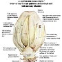 58. Powierzchnia wewnętrzna przedniej ściany brzucha z pęcherzem moczowym - Internal surface of anterior abdominal wall with urinary bladder