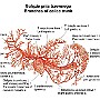 6. Gałęzie pnia trzewnego - Branches of celiac trunk
