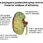 60. Pola przylegania powierzchni tylnej nerki lewej - Posterior relations of left kidney