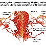 68. Tętnice jajnika, jajowodu i macicy 30-letniej kobiety - Arteries of ovary, uterine tube and uterus of 30-year-old woman