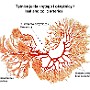69. Tętnice jelita krętego i okrężnicy - Ileal and colic arteries