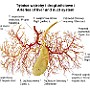 70. Tętnice wątroby i drogi żółciowe - Arteries of liver and duct system