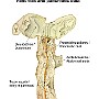 73. Trzustka i przewód żółciowy - Pancreas and pancreatic duct