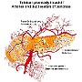74. Tętnice i przewody trzustki - Arteries and duct systems of pancreas