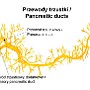 75. Przewody trzustki - Pancreatic ducts