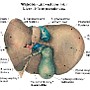 79. Wątroba (widok od dołu i tyłu) - Liver (inferior posterior view)