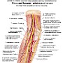 tetnice i nerwy okolicy lokciowej i przedramienia opis
