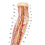 tetnice i nerwy okolicy lokciowej i przedramienia test