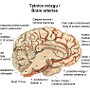 11. Tętnice mózgu - Brain arteries