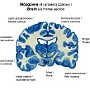 15. Mózgowie (4) (przekrój czołowy) - Brain (4) (frontal section)