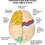 22. Powierzchnia grzbietowa mózgu - Dorsal surface of brain