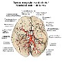 24. Tętnice mózgowia (widok od dołu) - Arteries of brain (inferior view)