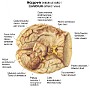 25. Mózgowie (widok od dołu) - Cerebrum (inferior view)