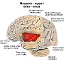 26. Mózgowie (wyspa) - Brain (insula)