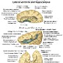 3. Komora boczna i hipokamp - Lateral ventricle and hippocampus