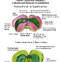 33. Płaciki i szczeliny móżdżku - Lobules and fissures of cerebellum
