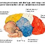 34. Powierzchnia górno-boczna półkuli mózgu, pień mózgu i móżdżek - Superior-lateral surface of brain, brainstem and cerebellum