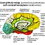35. Lewa półkula mózgu (powierzchnia przyśrodkowa) - Left cerebral hemisphere (medial surface)