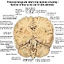 37. Przekrój mózgowia oraz strop komory czwartej - Section of brain and roof of fourth ventricle
