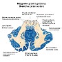 38. Mózgowie (przekrój poziomy) - Brain (horizontal section)