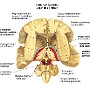 5. Komory mózgowia - Ventricles of brain